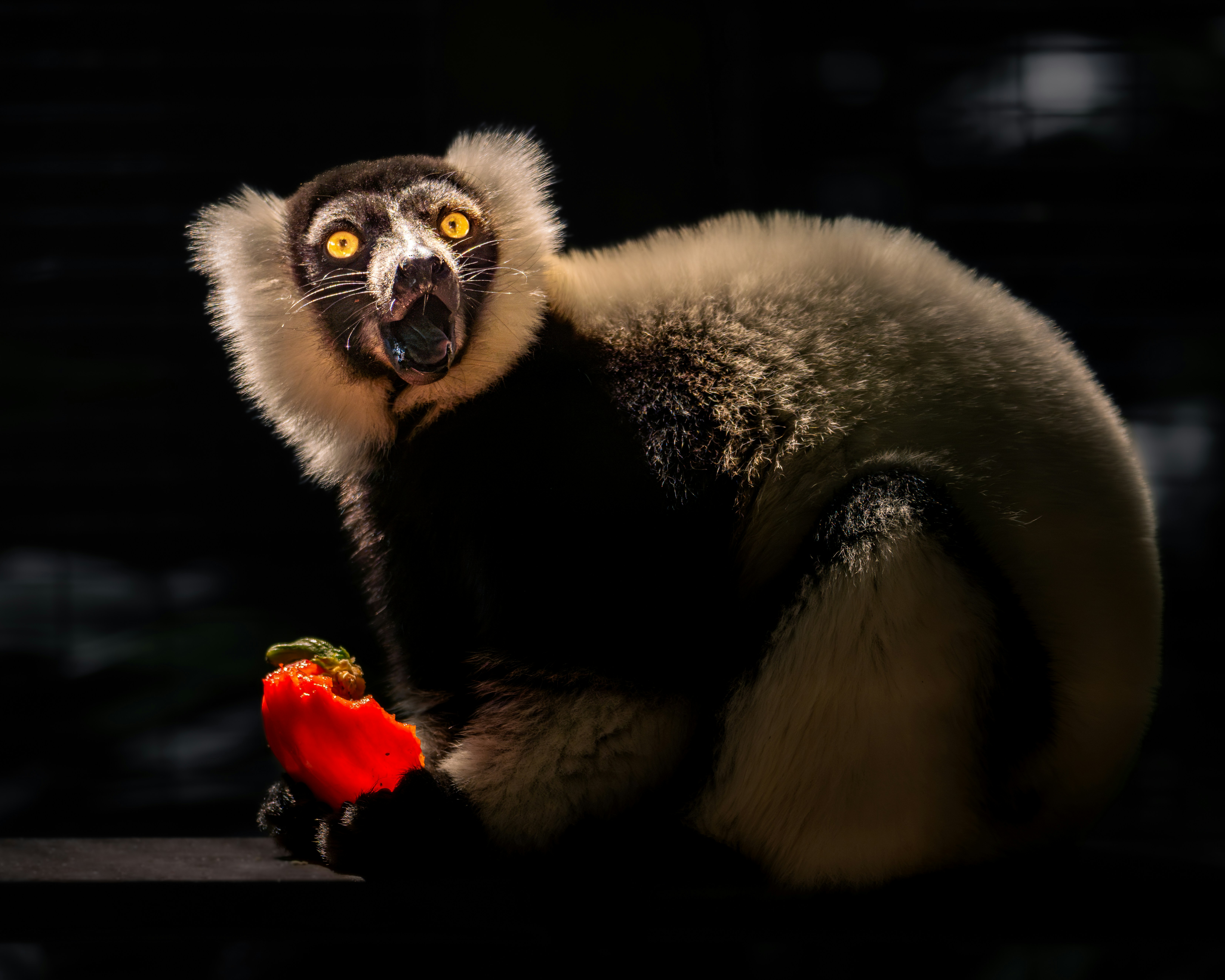 Czarno-biały lemur trzymający czerwony owoc